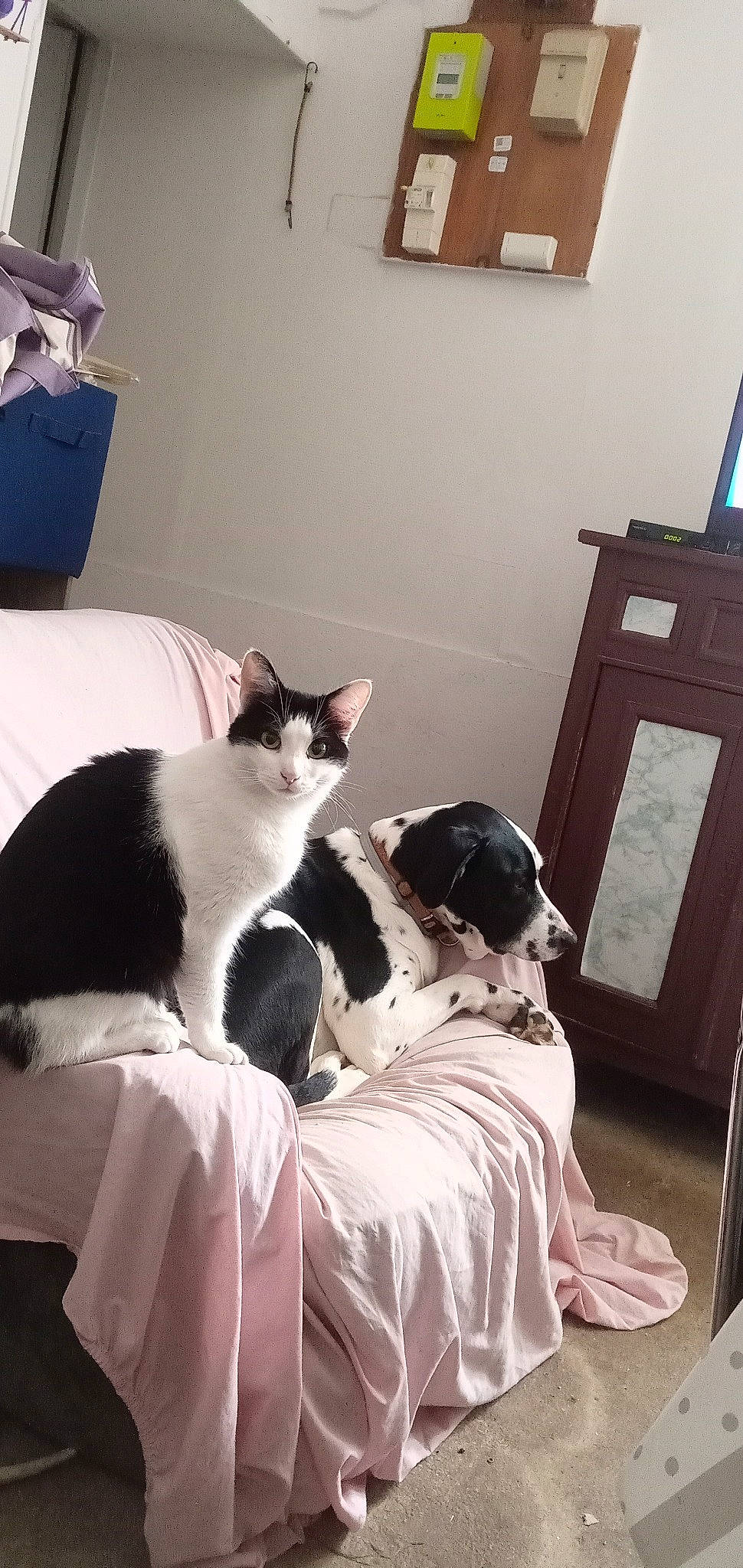 Titus a rejoint le concours — aidez-le/la à gagner de superbes lots ! bed_sheet, bedding, bedroom, carnivore, cat, comfort, domestic_short_haired_cat, felidae, formal_wear, fur, grey, hardwood, lamp, linens, mammal, picture_frame, room, small_to_medium_sized_cats, textile, whiskers