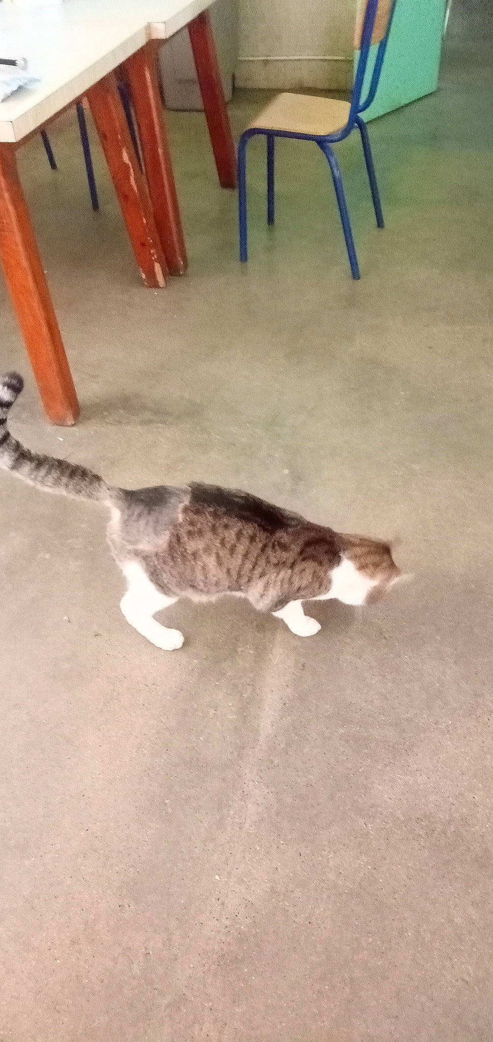 Gargamel a rejoint le concours — aidez-le/la à gagner de superbes lots ! carnivore, cat, chair, claw, domestic_short_haired_cat, felidae, floor, flooring, fur, hardwood, paw, room, shadow, small_to_medium_sized_cats, stool, tail, terrestrial_animal, tree, whiskers, wood