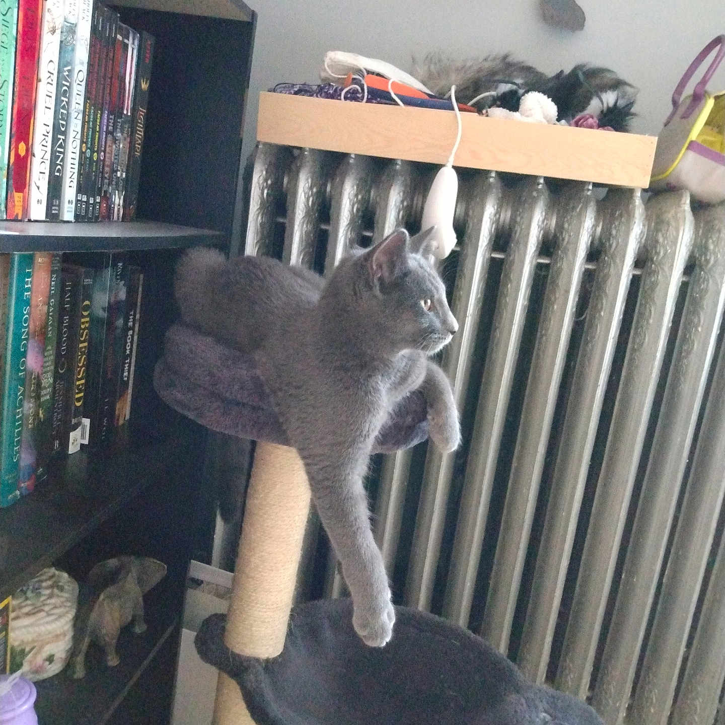 Sterling joined the competition — help win amazing prizes! animal, appliance, book, bookcase, canine, cat, chair, device, dog, electricaldevice, furniture, indoors, library, pet, publication, radiator, reptile, sealife, shelf, turtle