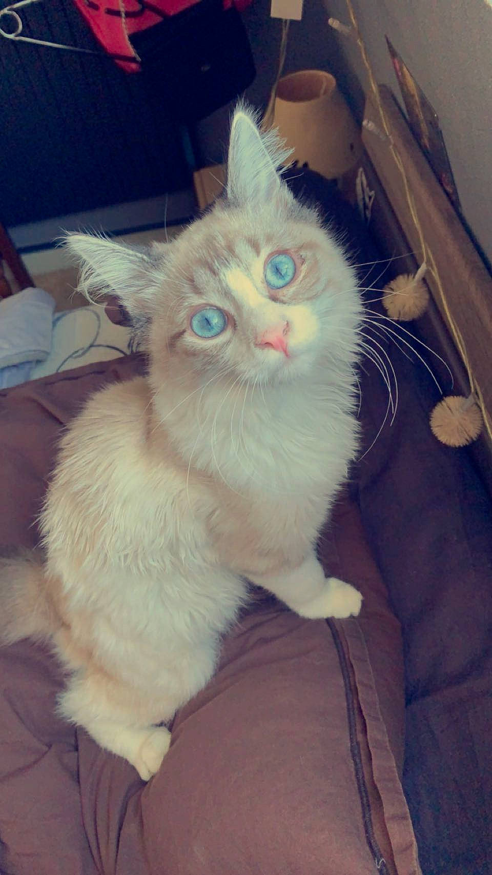 Ivoire a rejoint le concours — aidez-le/la à gagner de superbes lots ! carnivore, cat, claw, comfort, domestic_short_haired_cat, eye, fawn, felidae, foot, fur, head, leg, paw, photo_caption, sitting, small_to_medium_sized_cats, snout, tail, whiskers