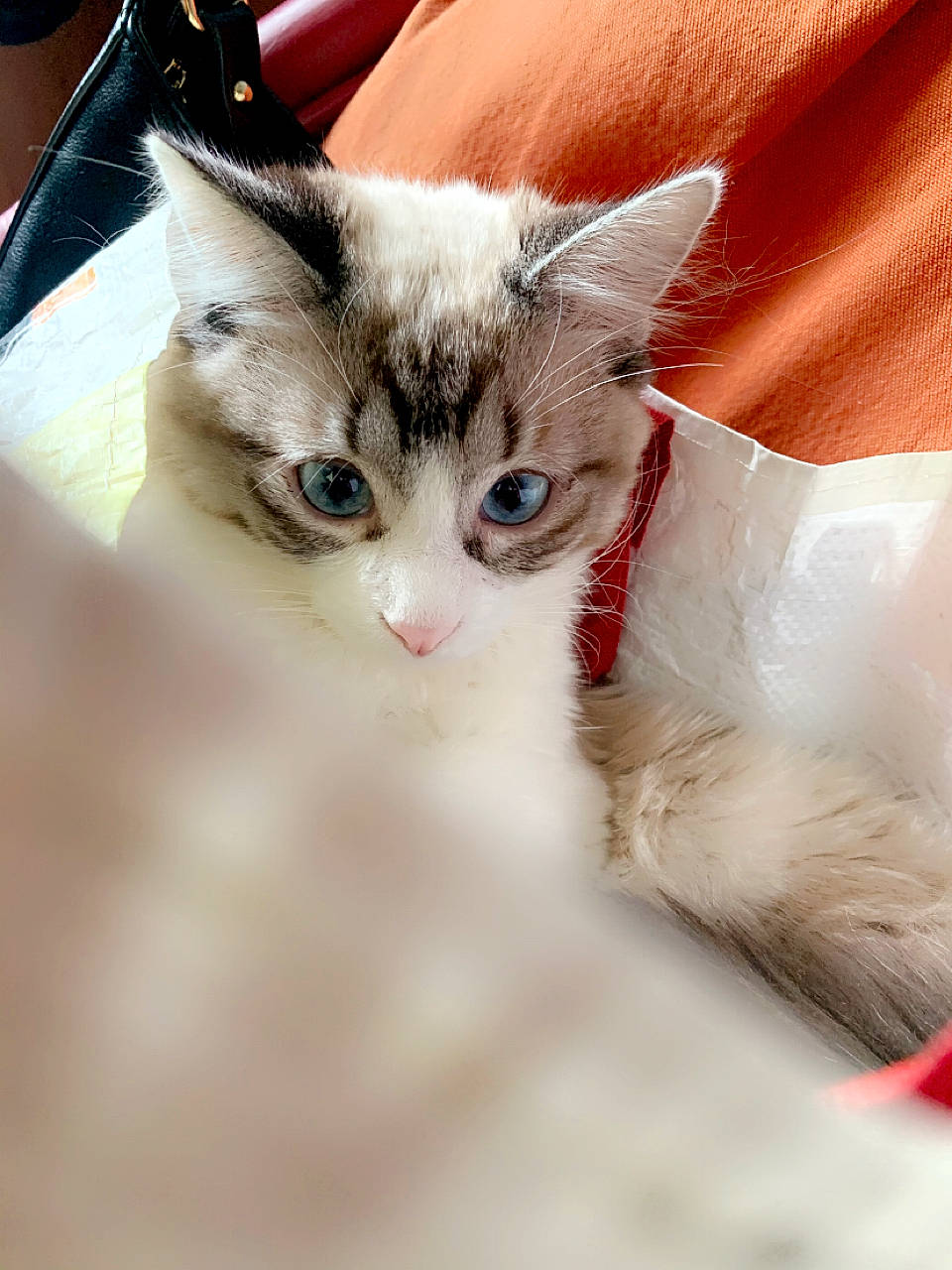 Ivoire a rejoint le concours — aidez-le/la à gagner de superbes lots ! carnivore, cat, claw, comfort, domestic_short_haired_cat, ear, eye, eyelash, fawn, felidae, fur, head, iris, paw, small_to_medium_sized_cats, snout, tail, whiskers