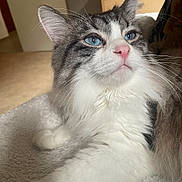 Ivoire participe au concours pour gagner de l'argent avec cette photo : animal, blue_eyes, cat, close_up, cozy, cute, domestic, feline, fluffy, fur, indoor, mammal, pet, pink_nose, portrait, relaxed, sitting, soft_texture, whiskers