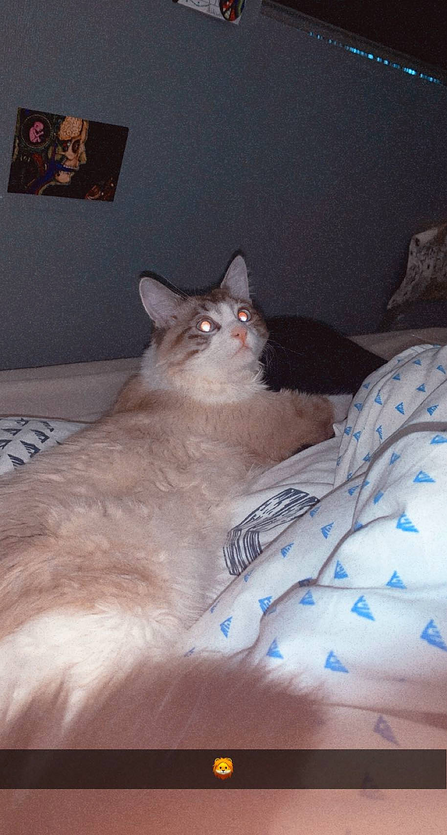 Ivoire participe au concours pour gagner de l'argent avec cette photo : bed, bed_sheet, bedding, bedroom, carnivore, cat, comfort, domestic_short_haired_cat, fawn, felidae, fur, grey, linens, paw, picture_frame, room, sitting, small_to_medium_sized_cats, tail, whiskers