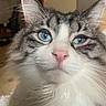 Ivoire participe au concours pour gagner de l'argent avec cette photo : animal, blue_eyes, cat, close_up, cute, domestic_animal, face, feline, fluffy, fur, gray_fur, indoor, mammal, pet, pink_nose, portrait, soft_light, tabby, whiskers, white_fur