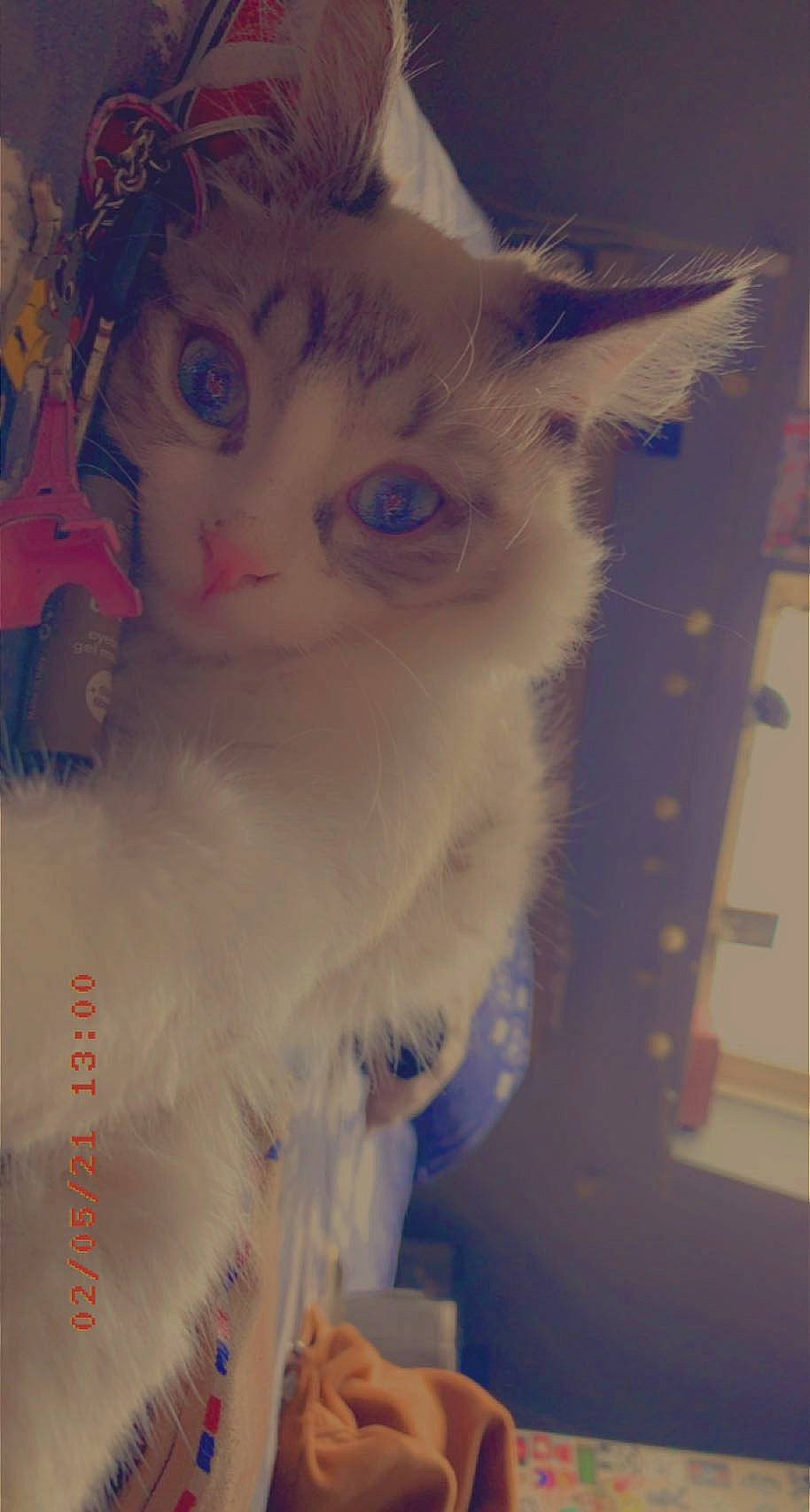 Ivoire participe au concours pour gagner de l'argent avec cette photo : carnivore, cat, domestic_short_haired_cat, ear, electric_blue, eye, fawn, felidae, fur, head, iris, paw, sky, small_to_medium_sized_cats, snout, tail, whiskers, window