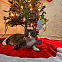 Socks Salinas is registered to the contest to win money with this photo: abyssinian, accessories, animal, architecture, building, cat, christmas, christmasdecorations, christmastree, festival, fir, furniture, indoors, kitten, manx, ornament, pet, plant, sphere, tree