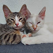 Socks Salinas joined the competition — help win amazing prizes! abyssinian, angora, animal, cat, chair, couch, furniture, indoors, kitten, manx, person, pet, siamese, sleeping