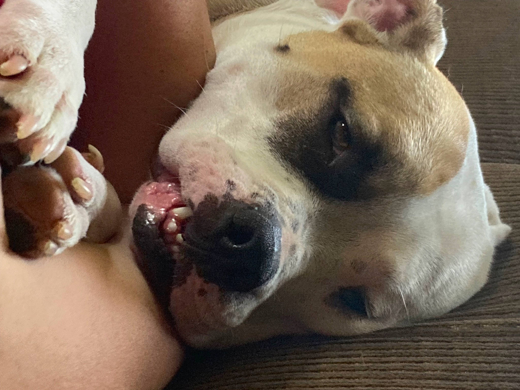 Rambo is registered to the contest to win money with this photo: boxer, canidae, carnivore, collar, comfort, companion_dog, dog, dog_breed, ear, fawn, fur, no_expression, pet_supply, puppy_love, snout, sporting_group, terrestrial_animal, whiskers, working_animal, wrinkle