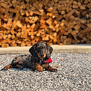 Aheidi participe au concours pour gagner de l'argent avec cette photo : dog, dachshund, puppy, gravel, outdoor, sunlight, red_bandana, firewood, stacked_wood, pet, animal, lying_down, brown, black, small_dog, ears, collar, nature, cute, relaxed