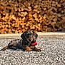 dog, dachshund, puppy, gravel, outdoor, sunlight, red_bandana, firewood, stacked_wood, pet, animal, lying_down, brown, black, small_dog, ears, collar, nature, cute, relaxed