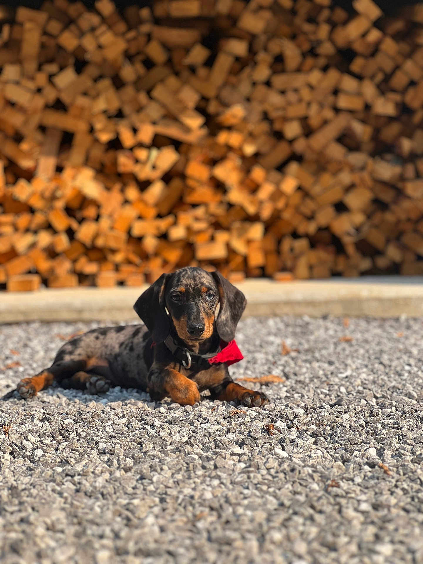 Aheidi participe au concours pour gagner de l'argent avec cette photo : dog, dachshund, puppy, gravel, outdoor, sunlight, red_bandana, firewood, stacked_wood, pet, animal, lying_down, brown, black, small_dog, ears, collar, nature, cute, relaxed
