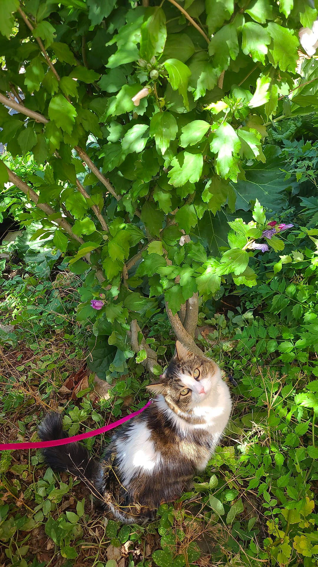 Poupou a rejoint le concours — aidez-le/la à gagner de superbes lots ! botany, branch, carnivore, cat, domestic_short_haired_cat, fawn, felidae, flowering_plant, garden, grass, groundcover, leaf, plant, shrub, small_to_medium_sized_cats, tail, tree, twig, whiskers, woody_plant