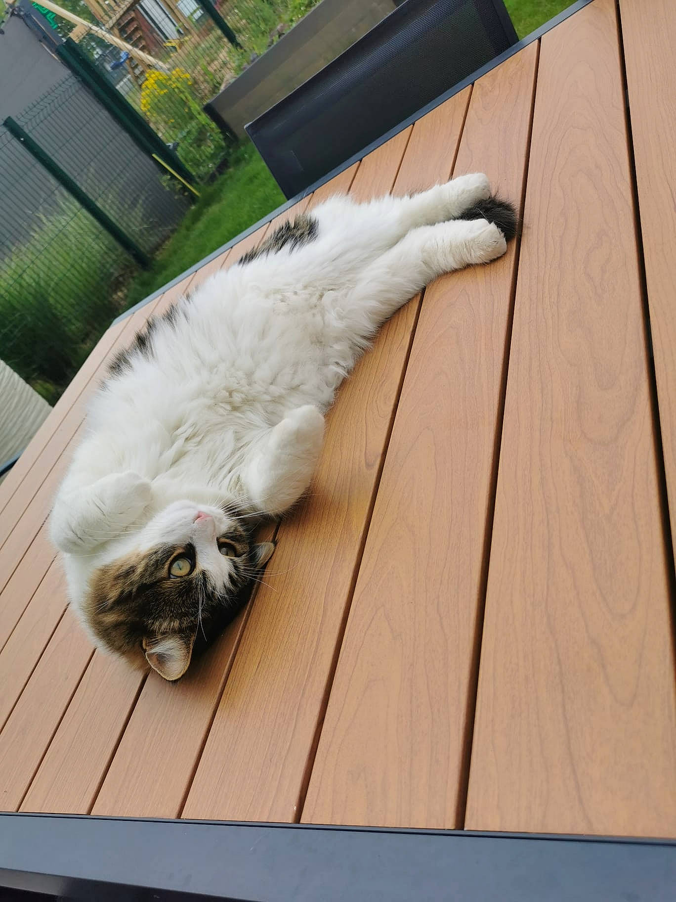 Poupou participe au concours pour gagner de l'argent avec cette photo : carnivore, cat, claw, dog_breed, domestic_short_haired_cat, felidae, flooring, foot, fur, hardwood, paw, plank, plant, small_to_medium_sized_cats, tail, whiskers, window, wood, wood_flooring, wood_stain