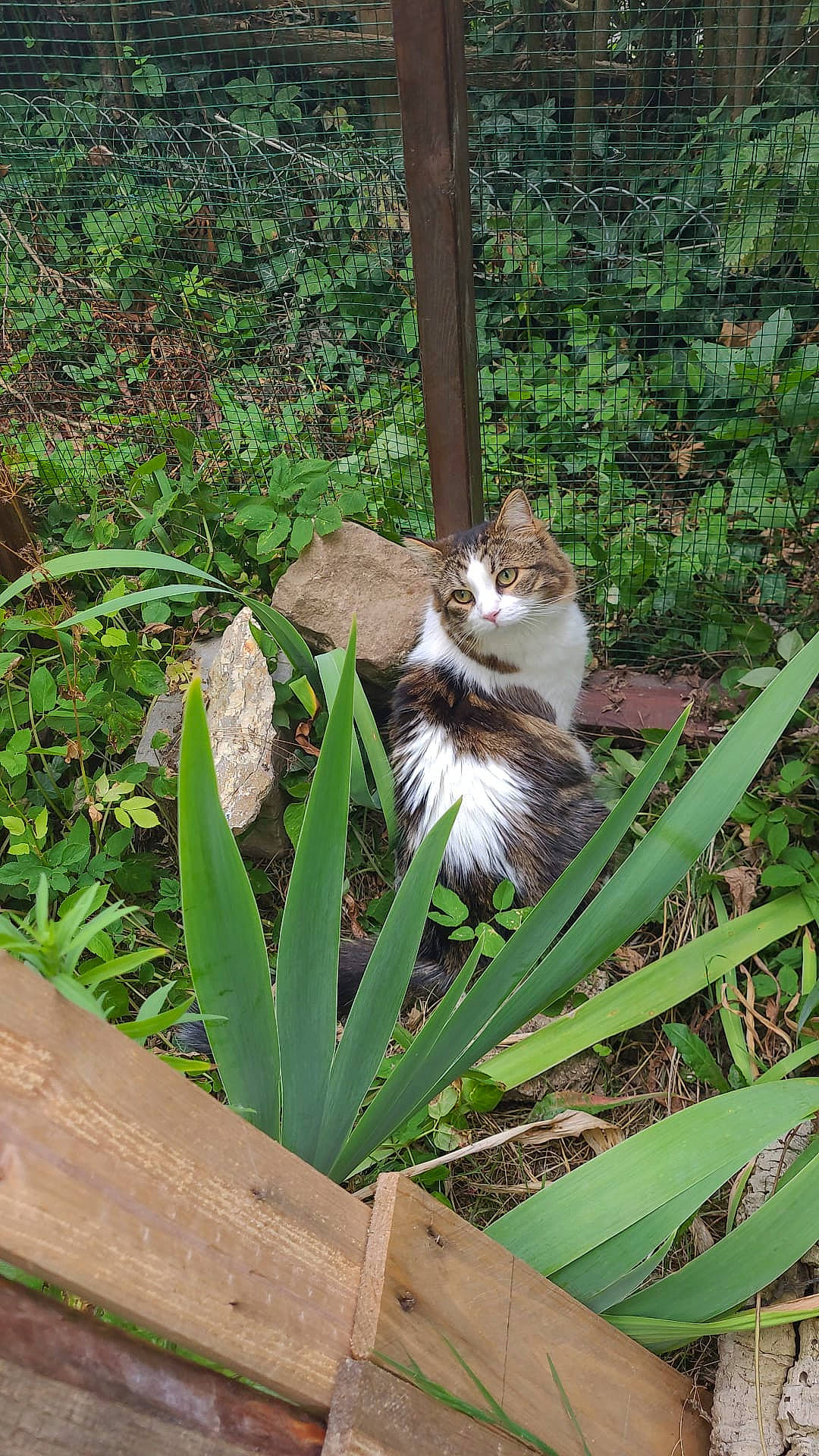 Poupou a rejoint le concours — aidez-le/la à gagner de superbes lots ! carnivore, cat, domestic_short_haired_cat, fawn, felidae, fur, grass, grass_family, groundcover, herb, herbaceous_plant, plant, plant_stem, small_to_medium_sized_cats, tail, terrestrial_animal, terrestrial_plant, whiskers, wildlife, wood