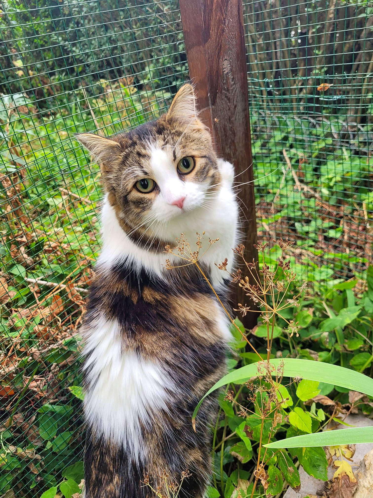 Poupou a rejoint le concours — aidez-le/la à gagner de superbes lots ! art, carnivore, cat, domestic_short_haired_cat, eye, fawn, felidae, fence, fur, grass, groundcover, mesh, plant, small_to_medium_sized_cats, snout, tail, terrestrial_animal, tree, whiskers, wood