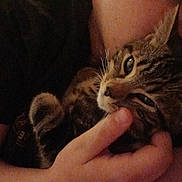 Uno a rejoint le concours — aidez-le/la à gagner de superbes lots ! cat, tabby_cat, person, hand, face, cuddle, close_up, indoor, pet, feline, sleepy, comfort, affection, skin, fur, animal, cozy, resting, warm, love