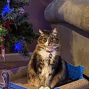 Sophia joined the competition — help win amazing prizes! cat, fluffy, pet, indoor, couch, miniature_furniture, christmas_tree, ornaments, holiday_lights, decorations, carpet, collar, tag, feline, sitting, looking_at_camera, cozy, home, festive, domestic_animal