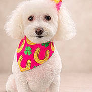 Vany joined the competition — help win amazing prizes! dog, white_dog, bandana, pink_bandana, clover, horseshoe, pet_accessory, curly_fur, sitting, portrait, cute, studio_photo, fluffy, fur, animal, dog_face, small_dog, decorative_hair, neutral_background, indoors