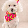 dog, white_dog, bandana, pink_bandana, clover, horseshoe, pet_accessory, curly_fur, sitting, portrait, cute, studio_photo, fluffy, fur, animal, dog_face, small_dog, decorative_hair, neutral_background, indoors