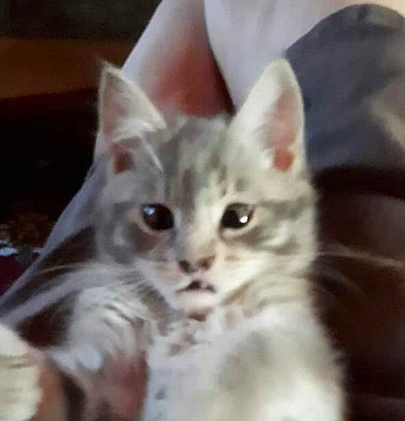 Boule a rejoint le concours — aidez-le/la à gagner de superbes lots ! carnivore, cat, domestic_short_haired_cat, ear, fawn, felidae, fur, iris, paw, small_to_medium_sized_cats, snout, whiskers