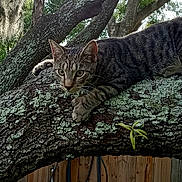 Otis is registered to the contest to win money with this photo: cat, tabby, tree, branch, moss, outdoor, nature, animal, pet, greenery, fence, wood, fur, whiskers, claws, eyes, wildlife, backyard, crouching, focus