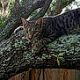 cat, tabby, tree, branch, moss, outdoor, nature, animal, pet, greenery, fence, wood, fur, whiskers, claws, eyes, wildlife, backyard, crouching, focus