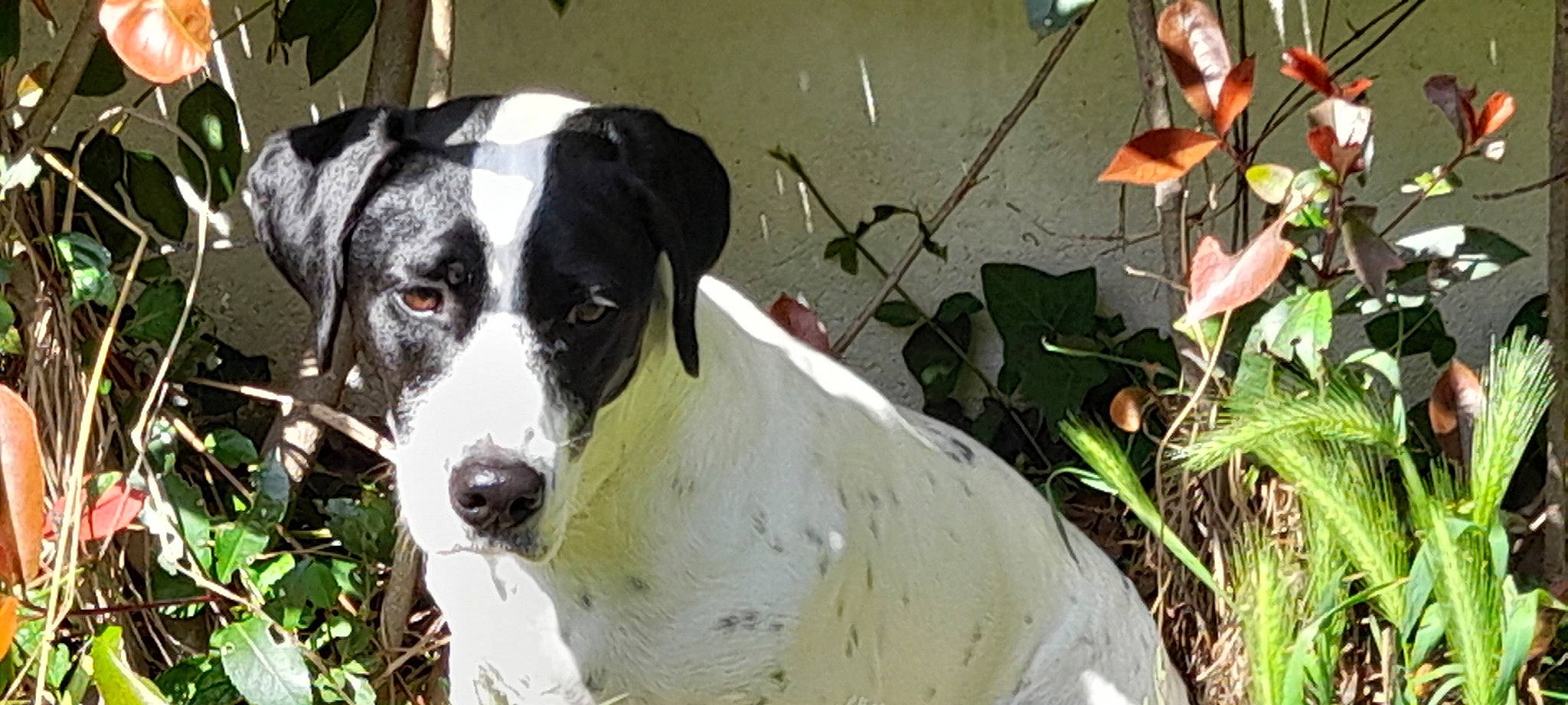 Reglisse a rejoint le concours — aidez-le/la à gagner de superbes lots ! canidae, carnivore, collar, companion_dog, dog, dog_breed, grass, guard_dog, hunting_dog, non_sporting_group, plant, snout, sporting_group, terrestrial_animal, terrestrial_plant, whiskers, working_animal, working_dog