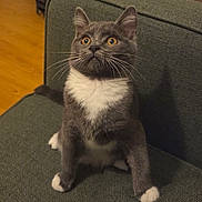 Chloe joined the competition — help win amazing prizes! alert, animal, cat, couch, curious, cute, domestic_animal, feline, furniture, gray_cat, green_couch, household, indoor, pet, sitting, whiskers, white_chest, white_paws, wide_eyes, wooden_floor