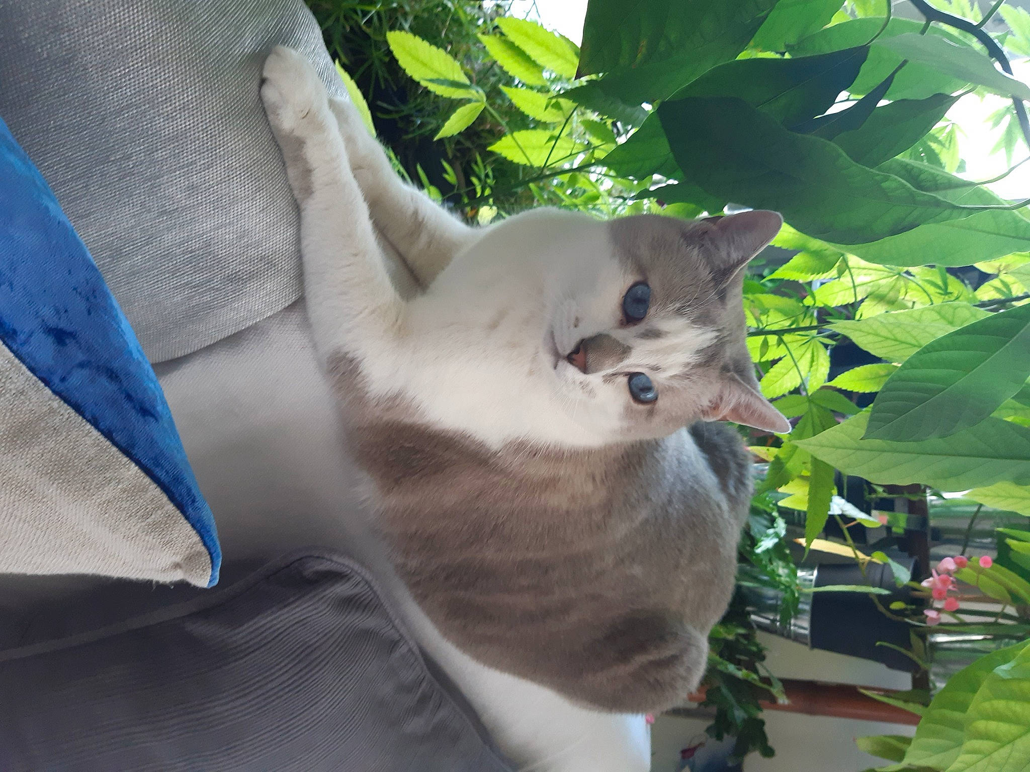 Kendji a rejoint le concours — aidez-le/la à gagner de superbes lots ! canidae, carnivore, cat, collar, comfort, companion_dog, dog_breed, domestic_short_haired_cat, fawn, felidae, fur, plant, small_to_medium_sized_cats, sporting_group, tail, tree, whiskers