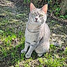 cat, gray_cat, animal, pet, feline, sitting, outdoor, garden, grass, leaves, nature, sunlight, fur, whiskers, green_eyes, ears, tail, portrait, alert, ground
