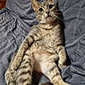 Tigrou a rejoint le concours — aidez-le/la à gagner de superbes lots ! cat, tabby, feline, pet, animal, portrait, sitting, lounging, belly, whiskers, ears, green_eyes, striped_fur, tail, couch, cushion, indoor, home, funny_pose, closeup