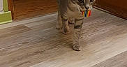 Tigrou a rejoint le concours — aidez-le/la à gagner de superbes lots ! cat, kitten, tabby, gray_cat, pet, animal, walking, standing, toy, rainbow_toy, mouth, whiskers, ears, tail, indoors, hallway, wooden_floor, doorway, home, portrait