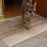 cat, kitten, tabby, gray_cat, pet, animal, walking, standing, toy, rainbow_toy, mouth, whiskers, ears, tail, indoors, hallway, wooden_floor, doorway, home, portrait