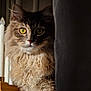 Auslow participe au concours pour gagner de l'argent avec cette photo : cat, fluffy, curly_fur, yellow_eyes, curtain, candles, wooden_candle_holder, indoor, pet, close_up, portrait, mammal, animal, feline, whiskers, soft_light, shadow, cozy, domestic_cat, curious