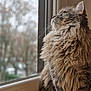 cat, fluffy, window, looking_out, side_view, feline, domestic_cat, long_hair, whiskers, ears, indoor, curious, animal, pet, fur, nature_blur, calm, portrait, closeup, sitting