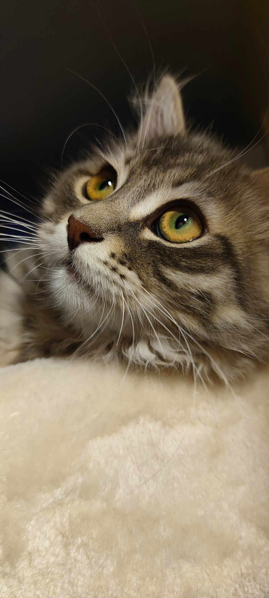 Auslow participe au concours pour gagner de l'argent avec cette photo : cat, tabby, close_up, fluffy, whiskers, green_eyes, yellow_eyes, face, feline, pet, animal, fur, portrait, looking_up, soft_texture, indoor, resting, cute, domestic_cat, mammal