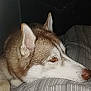 Ushi a rejoint le concours — aidez-le/la à gagner de superbes lots ! dog, husky, pet, resting, bed, blanket, animal, indoor, fur, ears, snout, profile, canine, comfort, sleepy, domestic, face, closeup, background, poster
