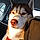 Ushi