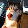 dog, husky, car_interior, sunlight, pet, close_up, seat, red_harness, canine, animal, window, backseat, furry, ears, nose, portrait, domestic_animal, travel, seatbelt, daylight