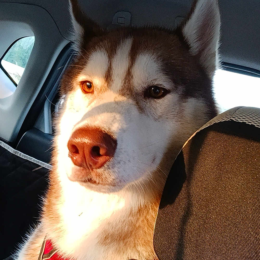 Ushi participe au concours pour gagner de l'argent avec cette photo : animal, backseat, canine, car_interior, close_up, daylight, dog, domestic_animal, ears, furry, husky, nose, pet, portrait, red_harness, seat, seatbelt, sunlight, travel, window