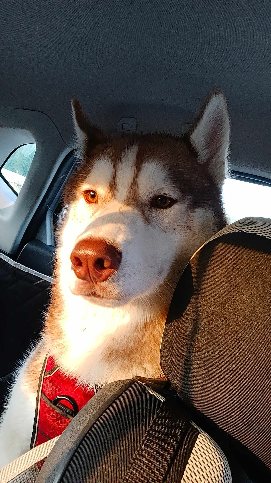 Ushi participe au concours pour gagner de l'argent avec cette photo : dog, husky, car_interior, sunlight, pet, close_up, seat, red_harness, canine, animal, window, backseat, furry, ears, nose, portrait, domestic_animal, travel, seatbelt, daylight