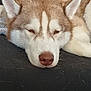 dog, husky, resting, sleepy, fur, pet, animal, closeup, relaxed, cozy, indoor, portrait, face, ears, nose, whiskers, laying, brown, white, cute