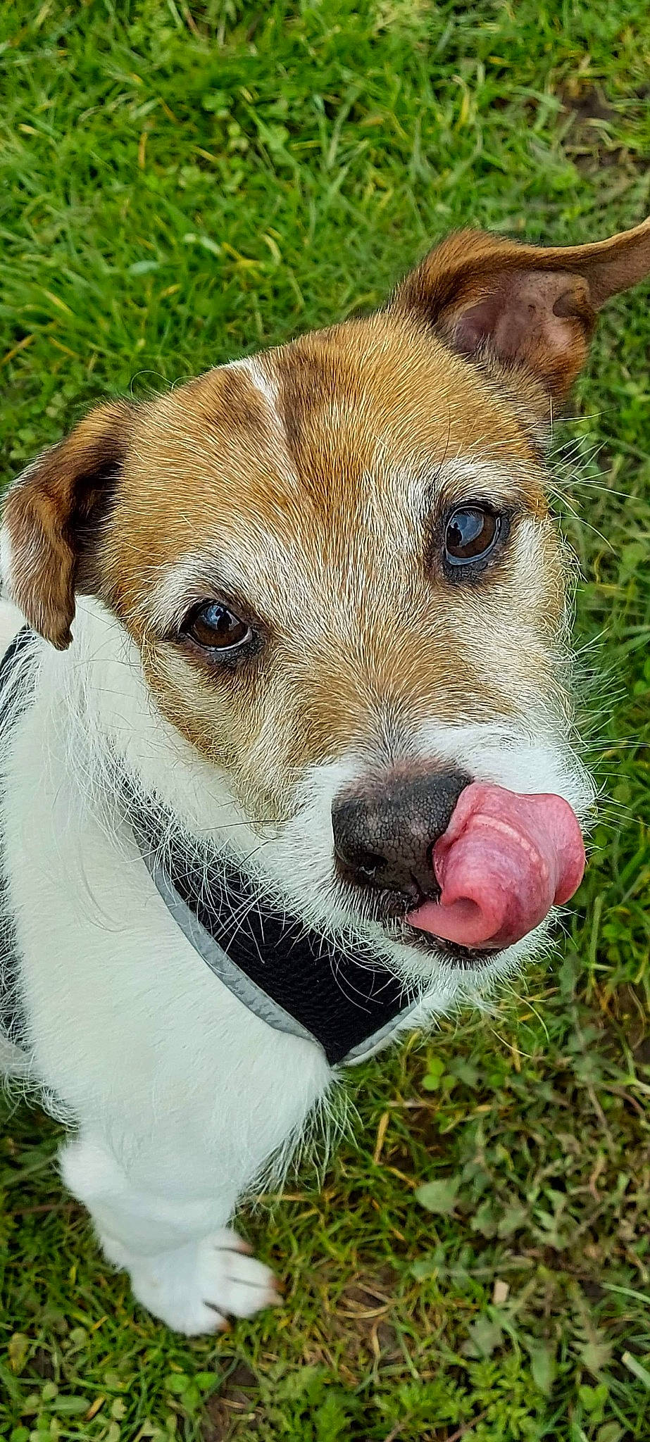 Bill is registered to the contest to win money with this photo: canidae, carnivore, companion_dog, dog, dog_breed, fawn, feist, fox_terrier, grass, jack_russell_terrier, mammal, nose, potcake_dog, rat_terrier, russell_terrier, snout, tenterfield_terrier, terrier, vertebrate, whiskers