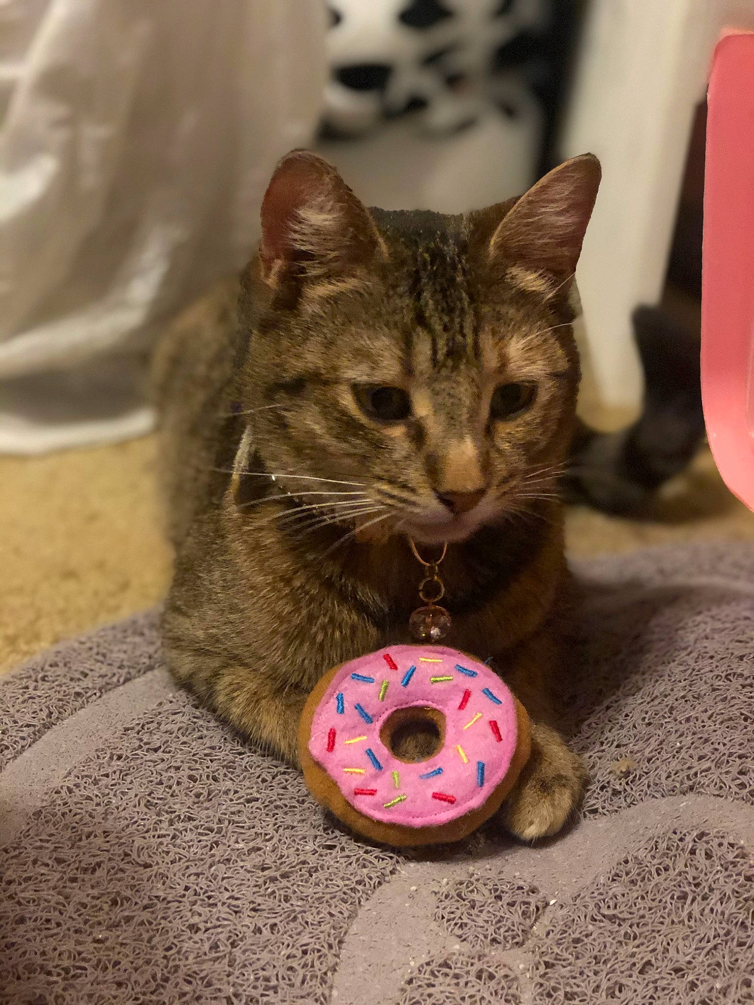 Gigi is registered to the contest to win money with this photo: ball, carnivore, cat, cat_toy, claw, domestic_short_haired_cat, felidae, flooring, fur, pattern, paw, small_to_medium_sized_cats, sports_toy, whiskers