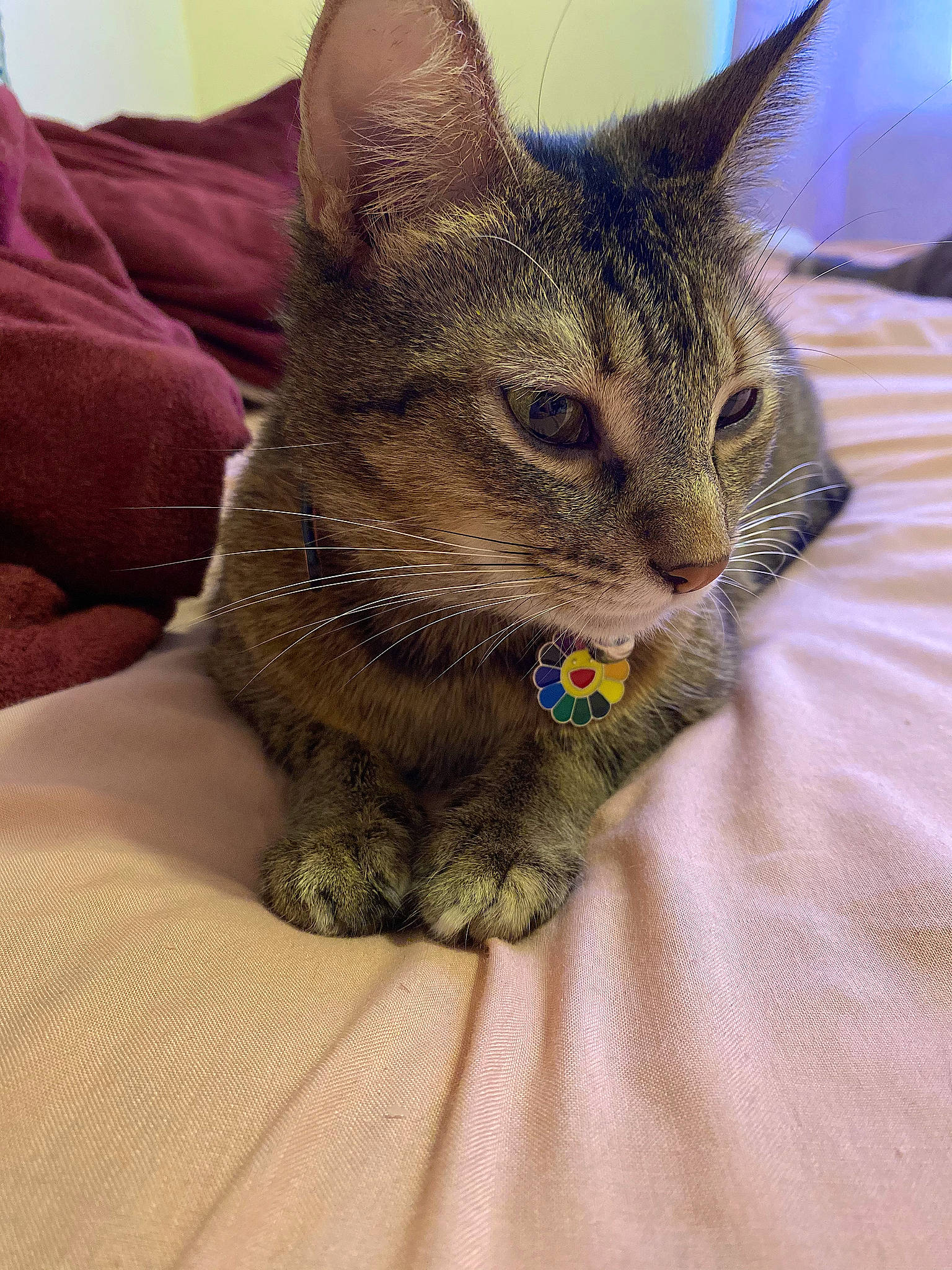 Gigi joined the competition — help win amazing prizes! carnivore, cat, claw, comfort, domestic_short_haired_cat, eye, felidae, fur, human_leg, leg, linens, nap, paw, sitting, small_to_medium_sized_cats, snout, tail, terrestrial_animal, whiskers