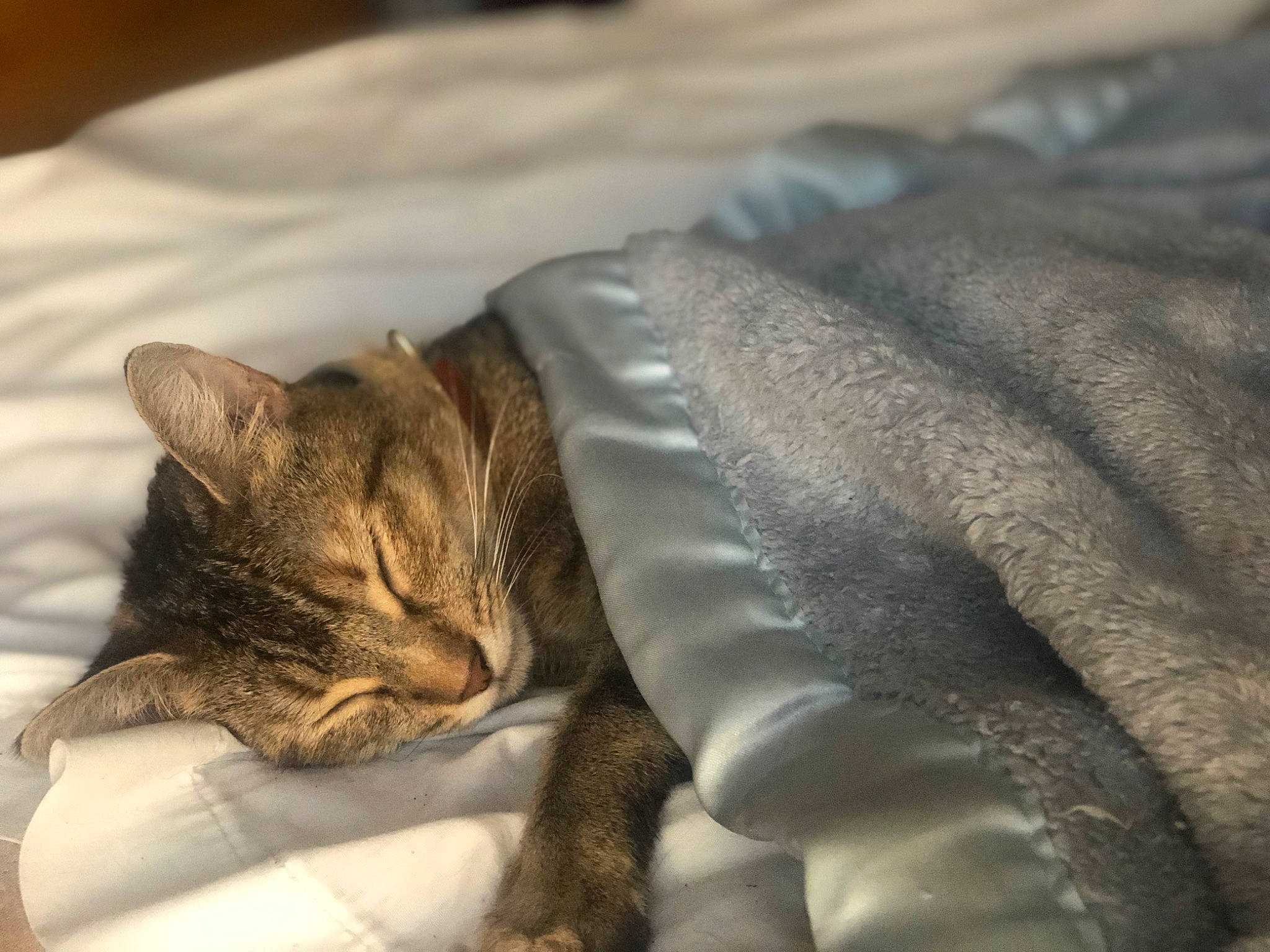 Gigi is registered to the contest to win money with this photo: bedding, carnivore, cat, claw, comfort, domestic_short_haired_cat, fawn, felidae, fur, grey, linens, nap, small_to_medium_sized_cats, snout, tail, terrestrial_animal, tree, whiskers, wildlife, wrinkle