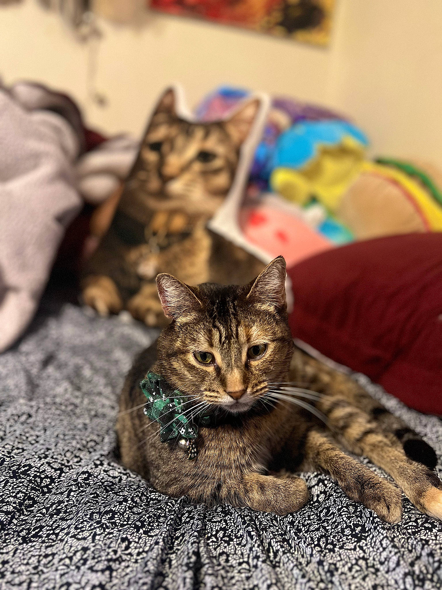 Gigi joined the competition — help win amazing prizes! carnivore, cat, cat_supply, claw, comfort, domestic_short_haired_cat, felidae, fur, paw, sand, sitting, small_to_medium_sized_cats, snout, terrestrial_animal, tree, whiskers, wildlife