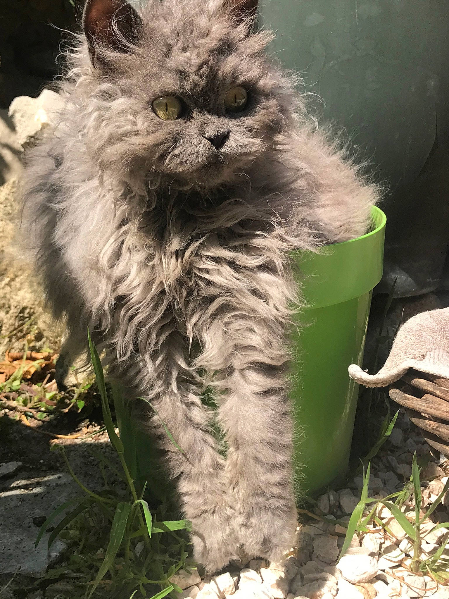 Pendragon a rejoint le concours — aidez-le/la à gagner de superbes lots ! asian_semi_longhair, british_longhair, british_semi_longhair, carnivore, cat, domestic_long_haired_cat, fawn, felidae, mammal, nebelung, persian, ragamuffin, selkirk_rex, small_to_medium_sized_cats, whiskers