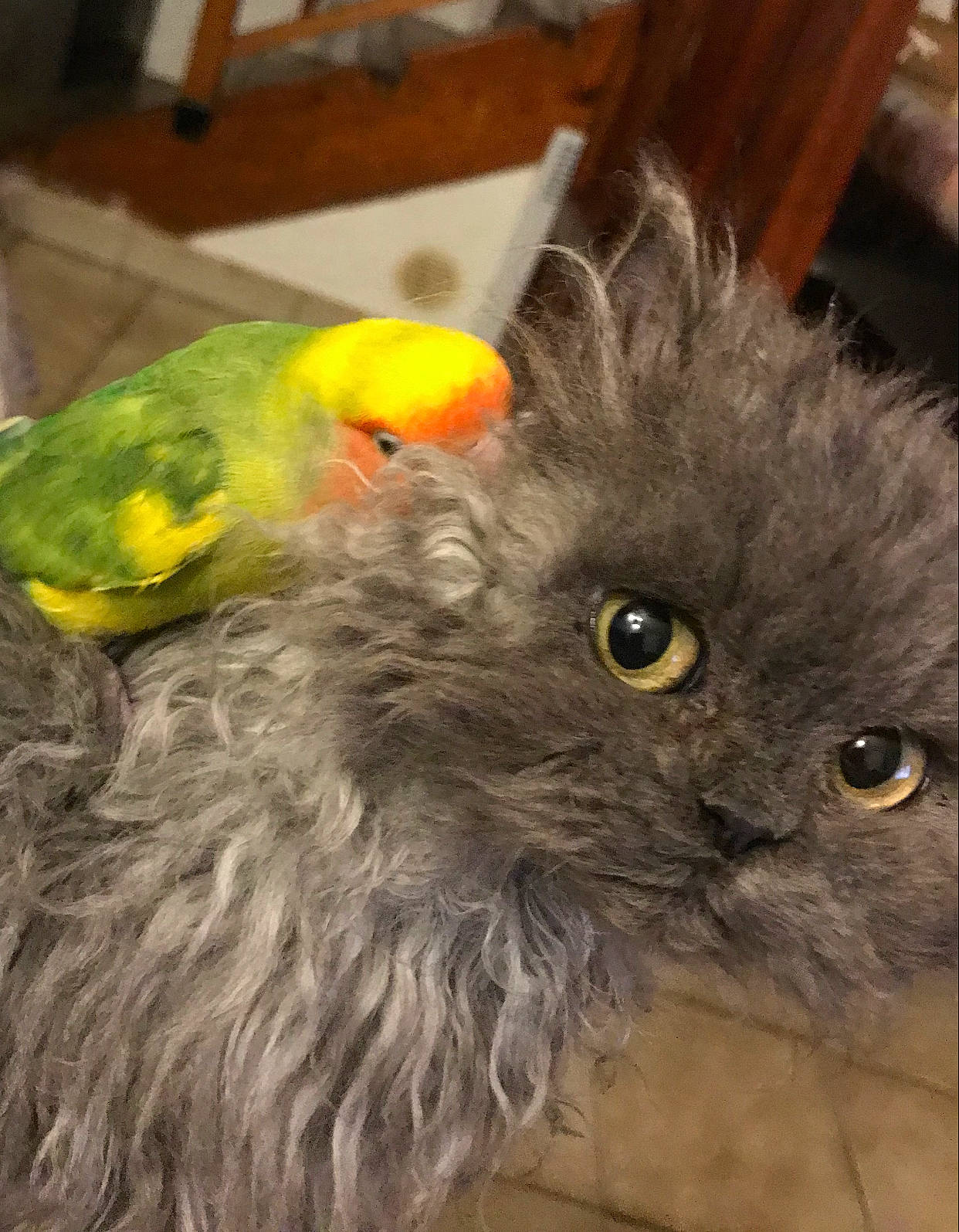 Pastèque a rejoint le concours — aidez-le/la à gagner de superbes lots ! beak, bird, british_longhair, carnivore, cat, domestic_long_haired_cat, feather, felidae, nebelung, parrot, persian, small_to_medium_sized_cats, tail, vertebrate, whiskers