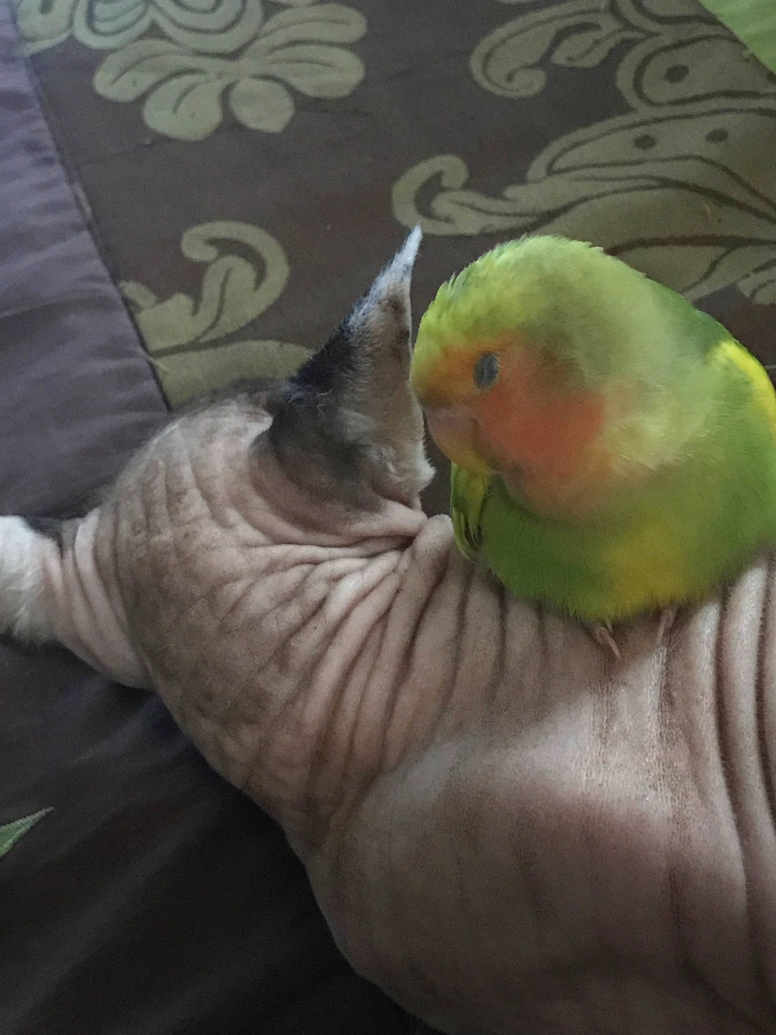 Pastèque participe au concours pour gagner de l'argent avec cette photo : adaptation, beak, bird, budgie, feather, finger, foot, hand, lorikeet, lovebird, nail, parakeet, parrot, perico, tail, wing